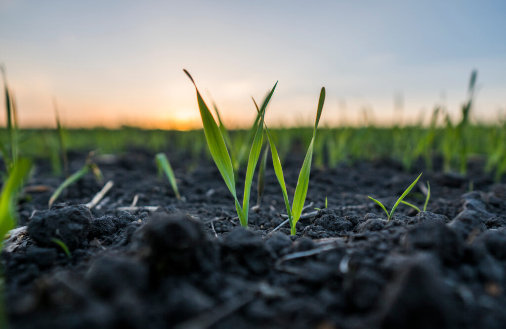 Young wheat seedlings growing in a field. Green wheat growing in soil. Close up on sprouting rye agricultural on a field in sunset. Sprouts of rye. Young wheat seedlings growing in a field. Green wheat growing in soil. Close up on sprouting rye agricultural on a field in sunset. Sprouts of rye